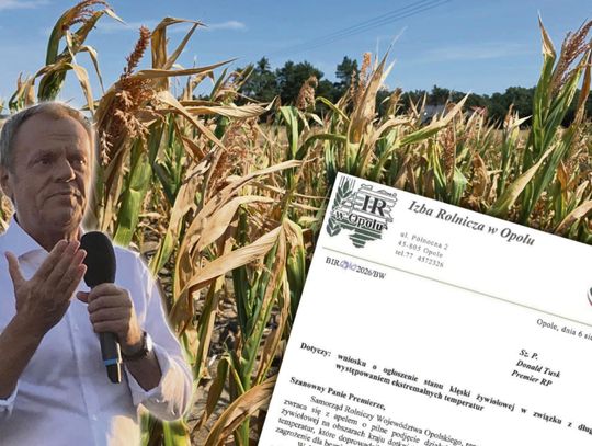 „Zeschnięta kukurydza na polu w powiecie krapkowickim podczas fali suszy, widoczne braki kolb i przesuszona gleba.”