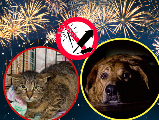 Fajerwerki rozświetlające noc sylwestrową nad miastem – symbol zabawy i zagrożeń dla zwierząt oraz środowiska