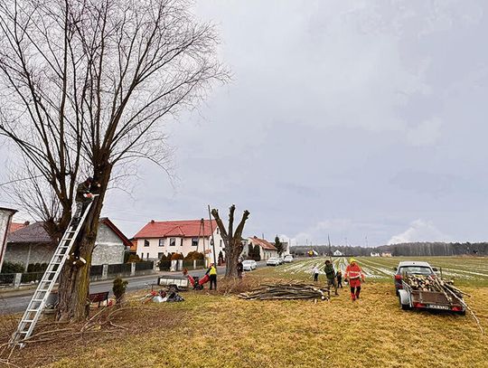 Te wierzby miały zniknąć, ale mieszkańcy uratowali zielone pomniki regionu