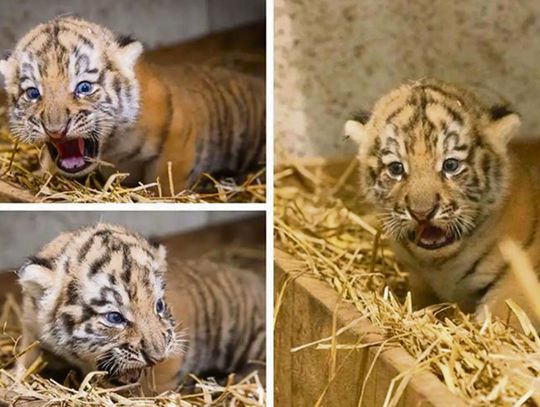 Tygryski z opolskiego zoo mają już imiona