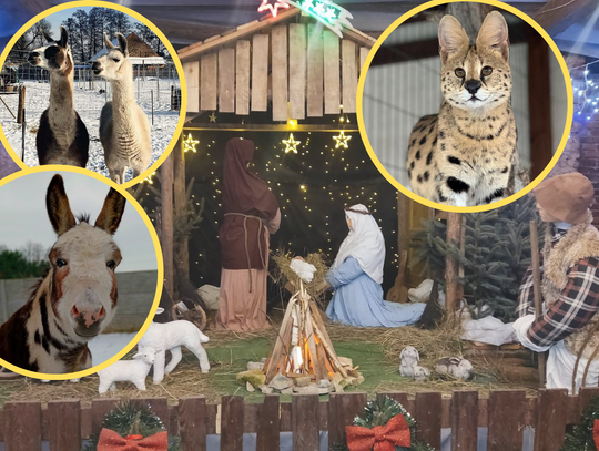 Na zdjęciu Żywa szopka bożonarodzeniowa w Mini Zoo Żużela z wielbłądem i alpakami.png