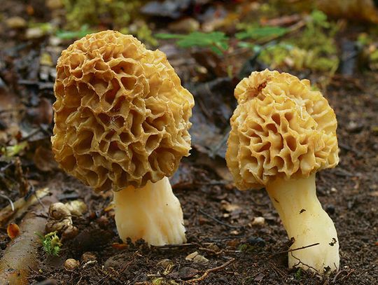 Wiosenne grzyby rosnące na pniu drzewa w polskim lesie