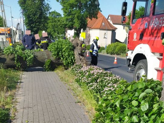 [ZDJĘCIA] Wichura wyrwała drzewo i połamała słupy energetyczne