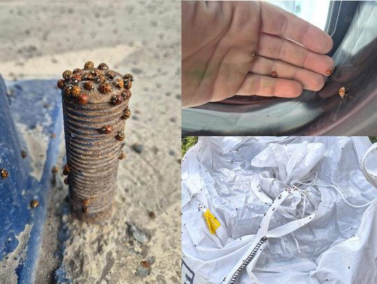 Na zdjęciu inwazja Biedronka azjatycka siedząca na jasnej powierzchni w jesiennym świetle.