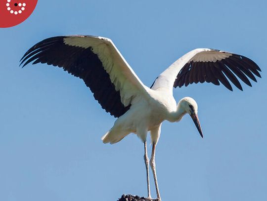 Zostań współtwórcą albumu przyrodniczego