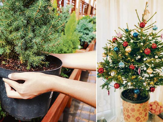 Żywa choinka w donicy:  jak zapewnić jej przetrwanie?