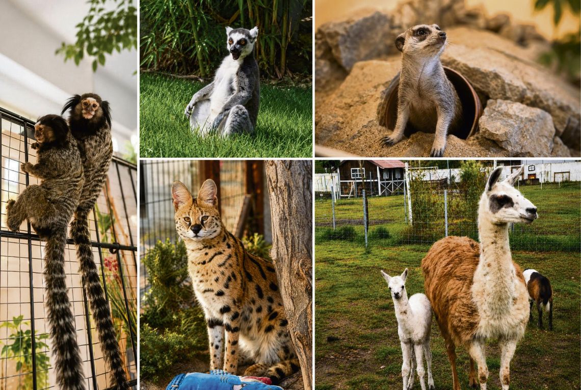 Lemury i alpaki na wybiegach Mini Zoo w Żużeli, odwiedzane przez rodziny z dziećmi.