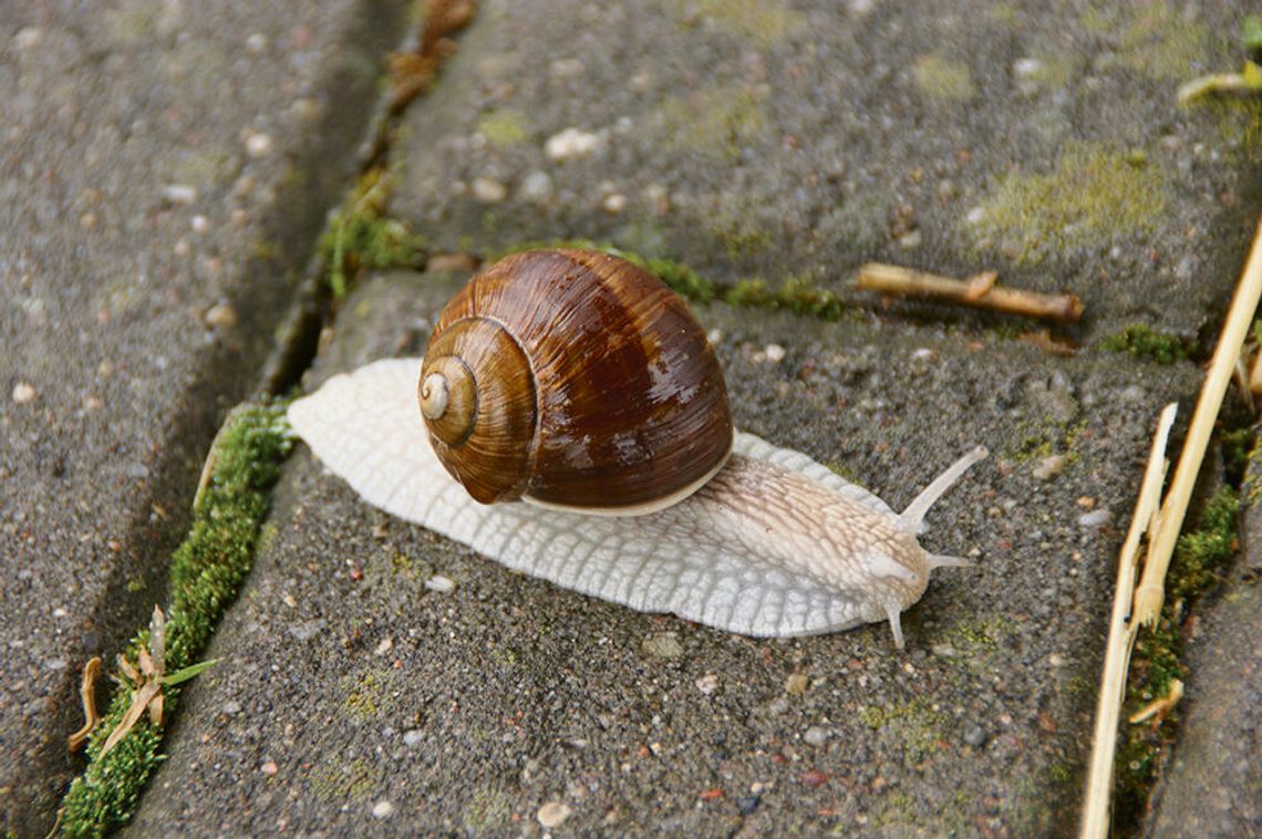 Bioróżnorodność od podstaw