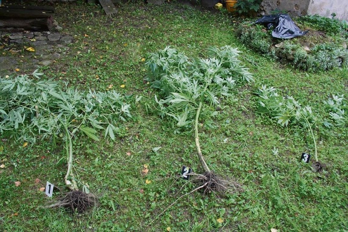 Chcieli ukraść krzaki marihuany