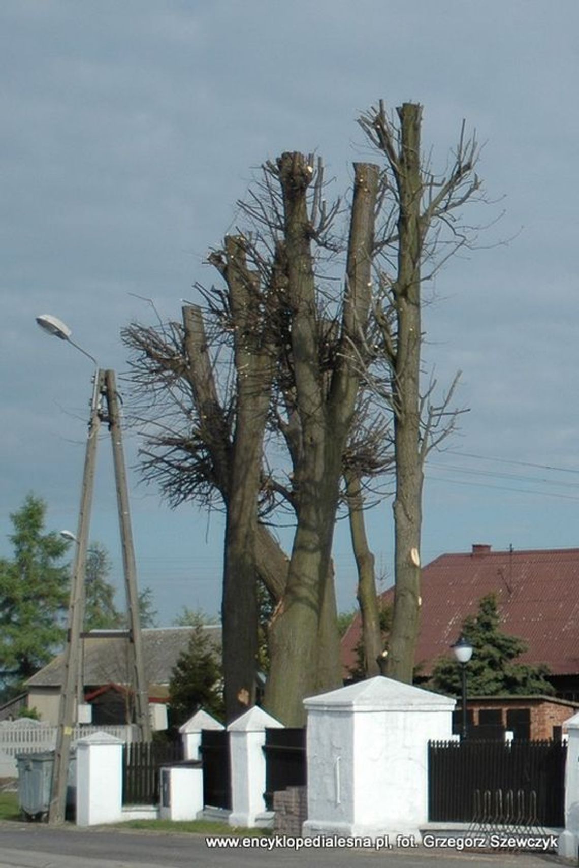 Czy ogławianie drzew jest słuszne?