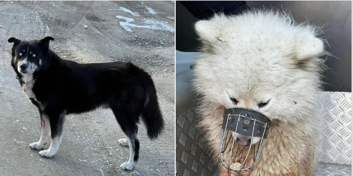 na zdjęciu psy które zagryzły sarnę na stawie gold w krapkowicach policja szuka właściciela