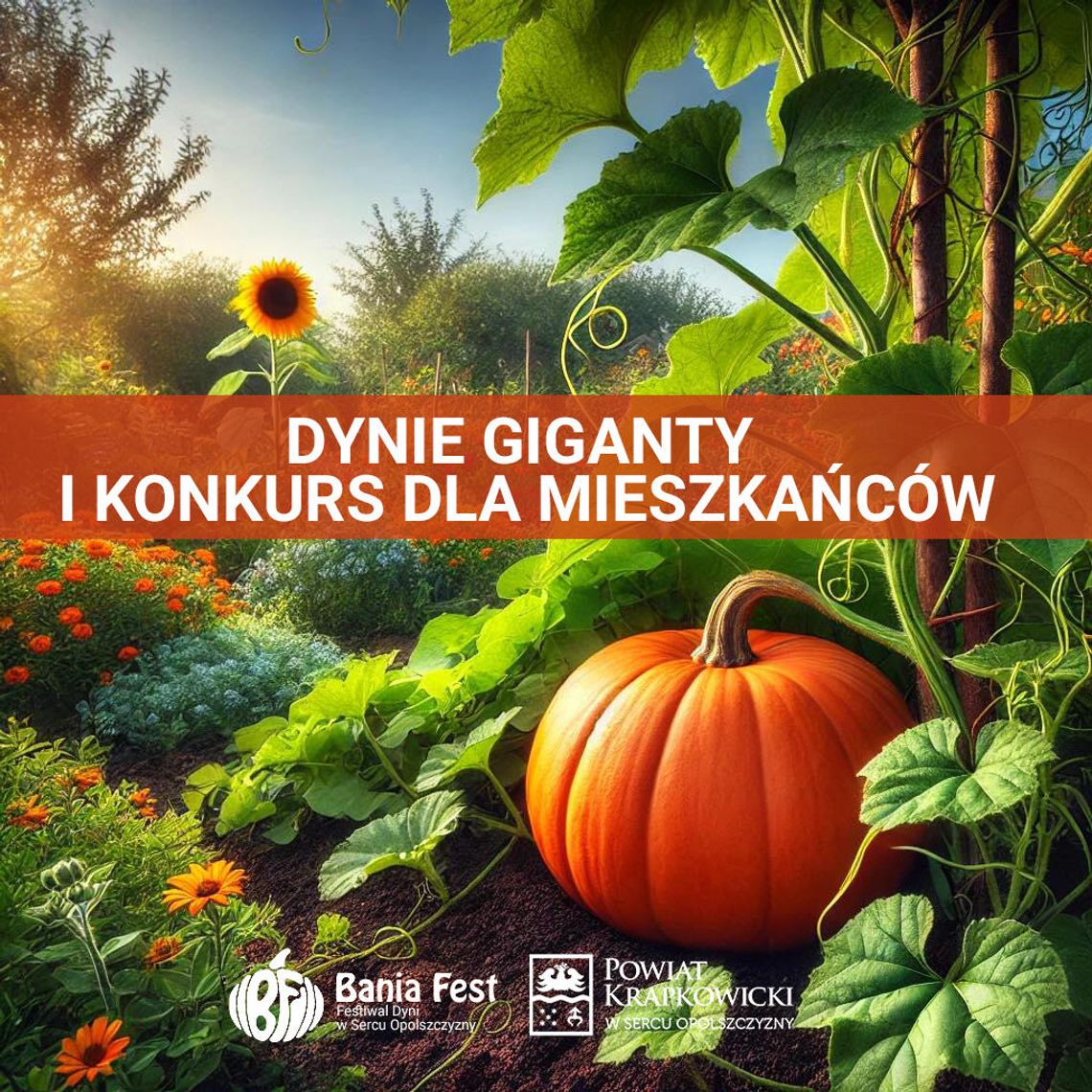 Dynie giganty i konkurs dla mieszkańców