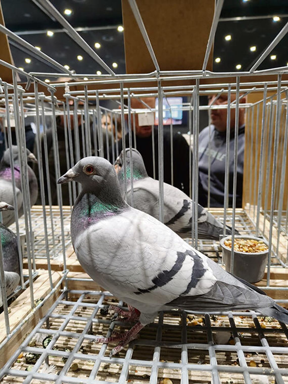 Gołębie z naszych stron będą reprezentować Polskę