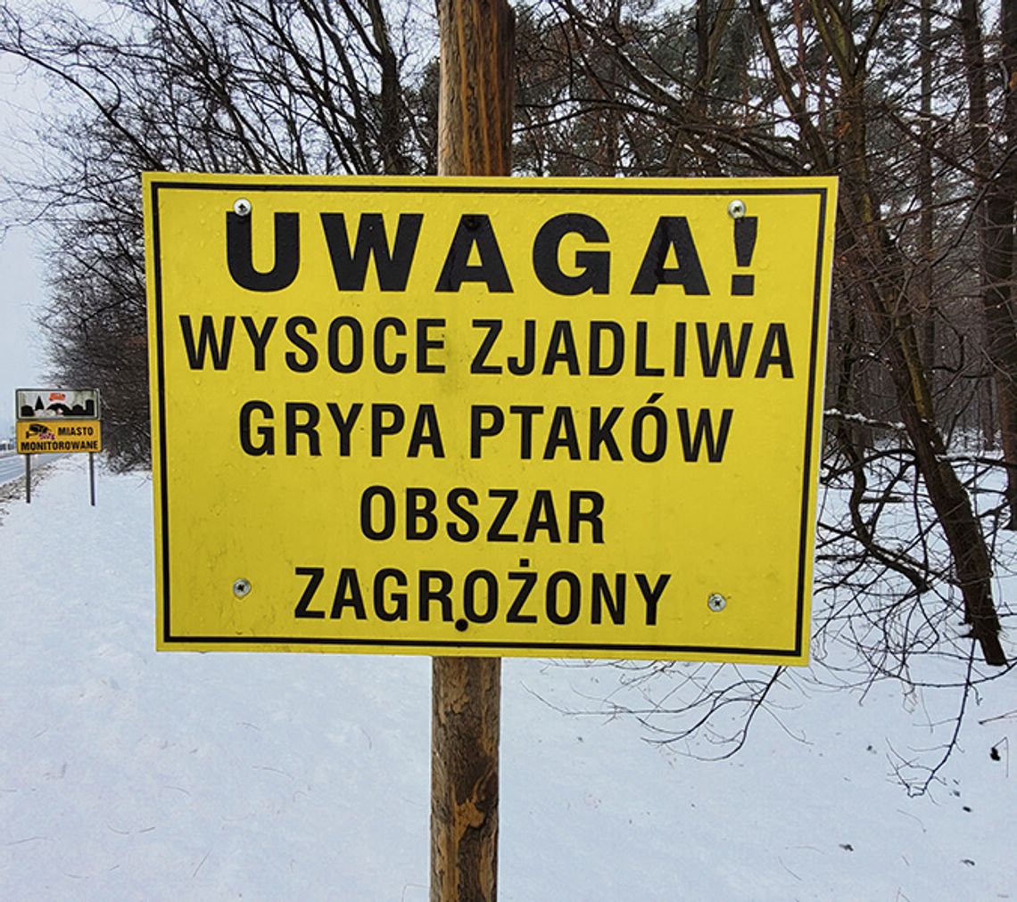 Grypa ptaków atakuje