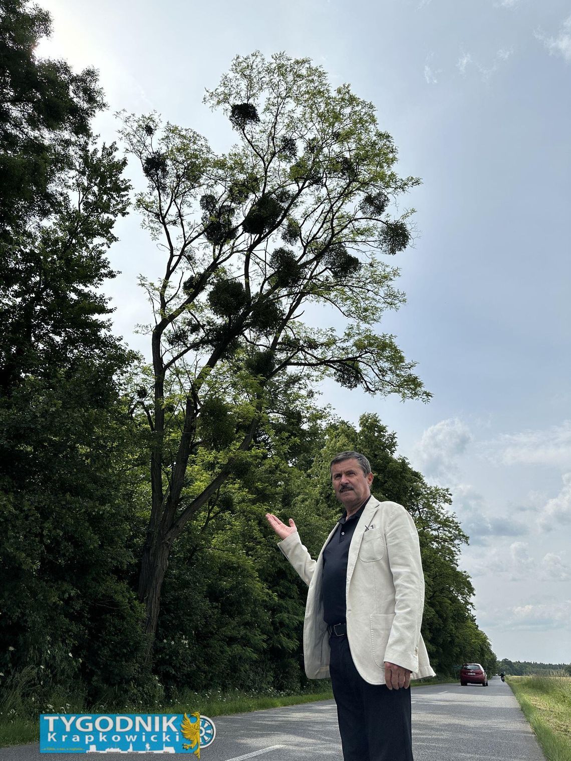 Jemioła jako lokalne zagrożenie klimatyczne