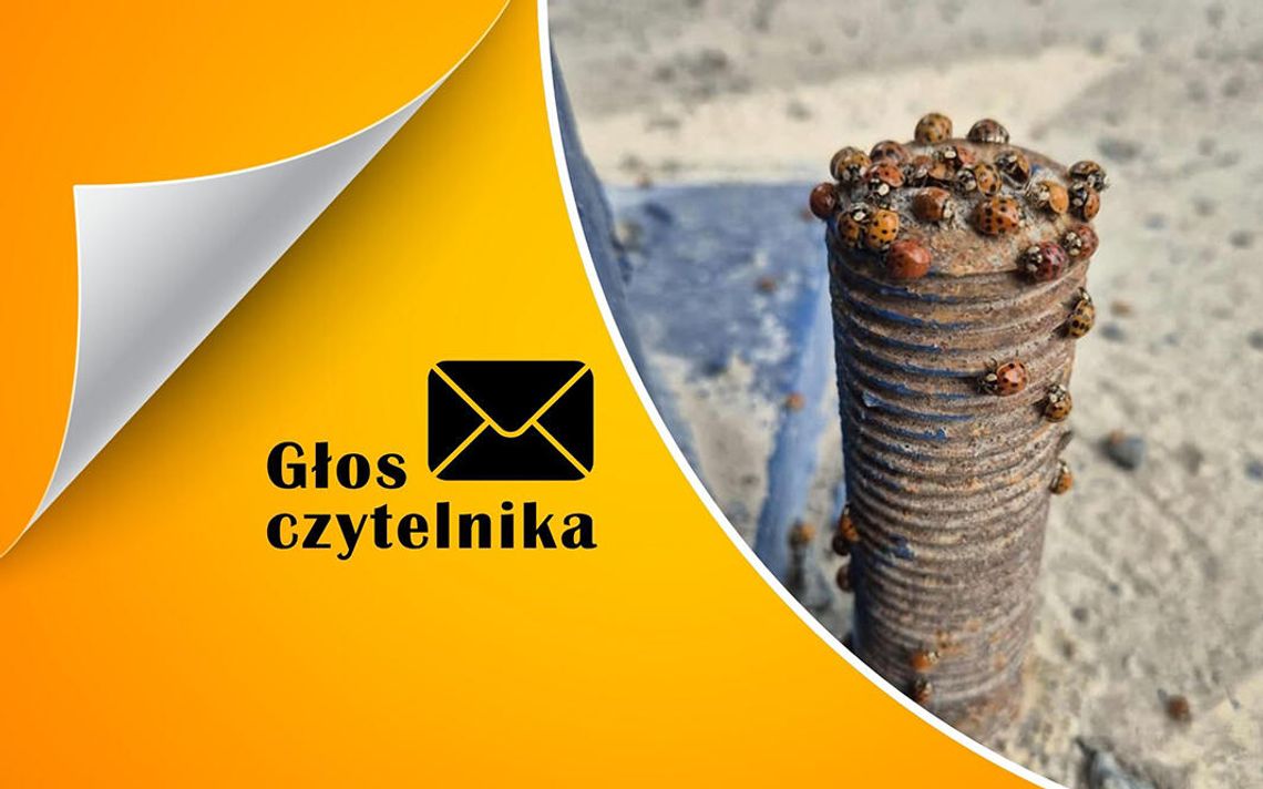 Jesienna inwazja nieproszonych gości Jesienna inwazja nieproszonych gości