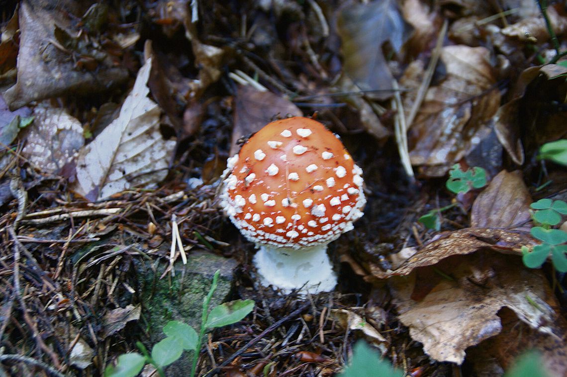 Jesienne liście na leśnej ściółce, pod którymi grzyby, dżdżownice i bakterie rozkładają martwą materię organiczną i wzbogacają glebę w składniki odżywcze.