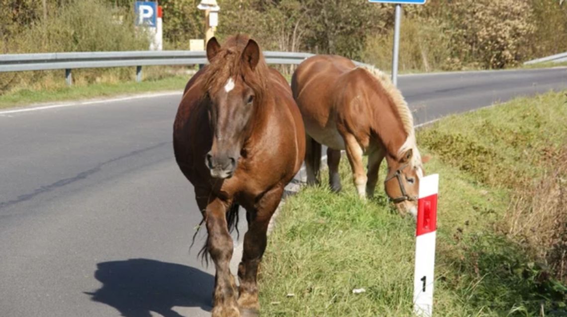 Konie na drodze