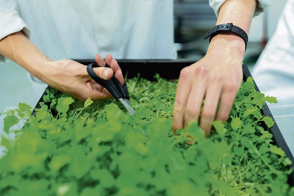 Metale ciężkie w żywności