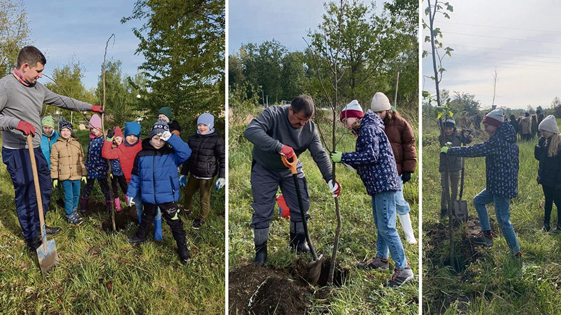 Niech się drzewa pną do góry