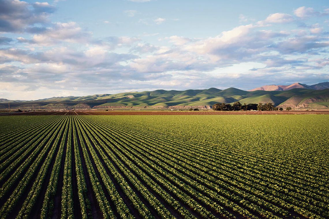 Pestycydy - przyjaciel czy wróg współczesnego świata?