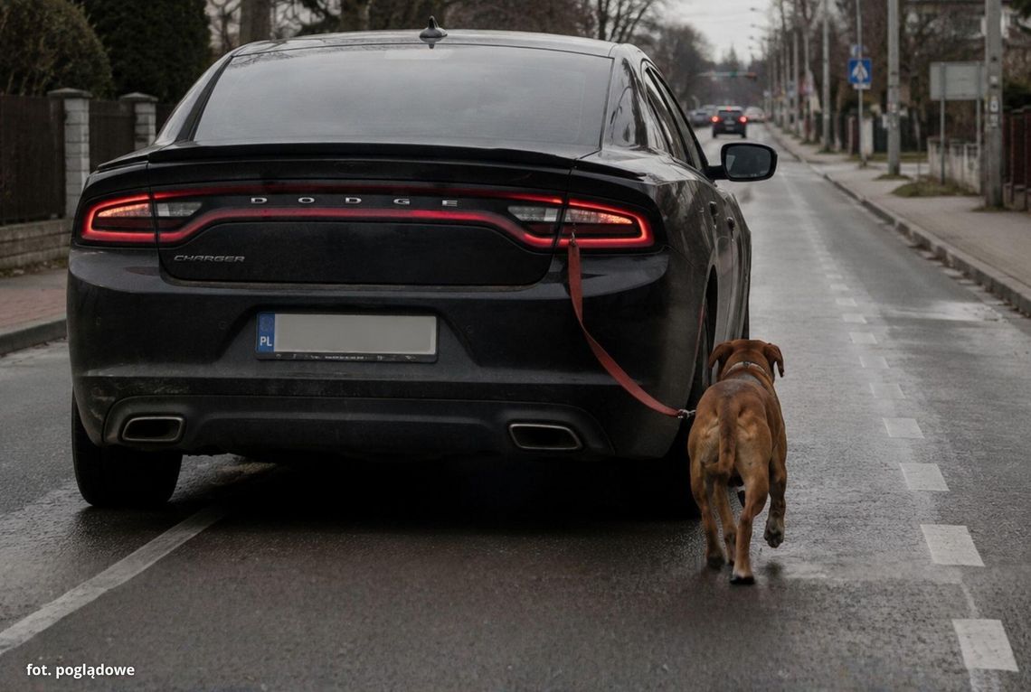 Pies wypadł z jadącego auta w Gogolinie! Szybka reakcja uratowała mu życie Radiowóz i służby interweniujące po zdarzeniu z udziałem psa na drodze wojewódzkiej 409 w Gogolinie.