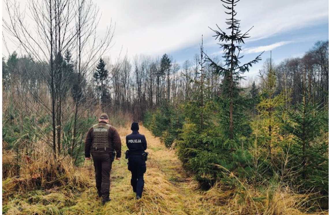 Policja ruszyła na choinki. Lasy pod lupą - święta bez taryfy ulgowej na zdjęciu Policyjne patrole i Straż Leśna kontrolują lasy i sprzedaż choinek w ramach akcji „Stroisz” 2025