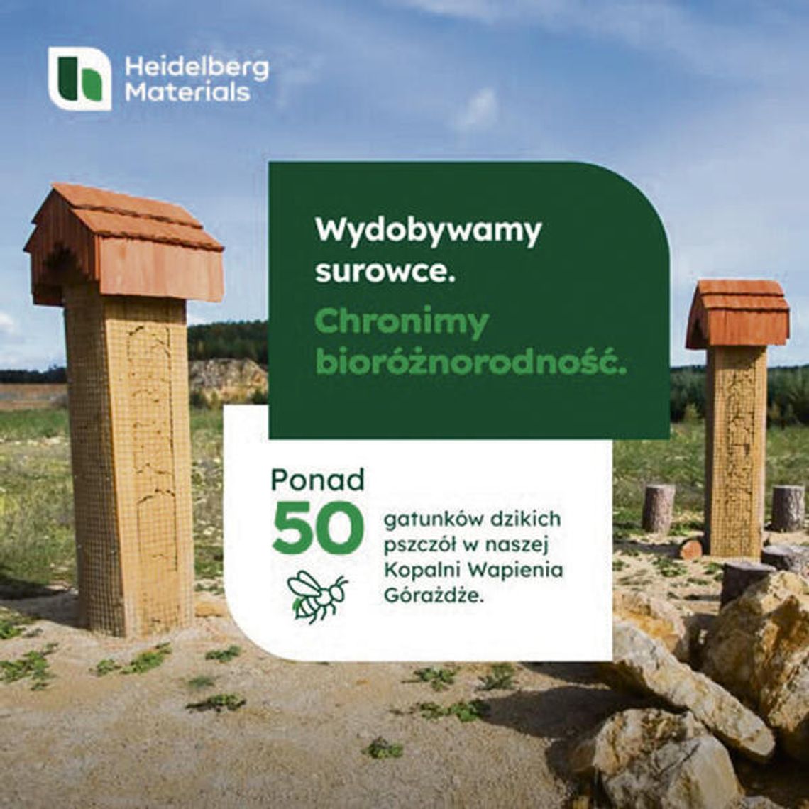 Ponad 50 gatunków dzikich pszczół żyje w kopalni: jest tu dla nich pół hektara „stołówki” Kwitnące stanowiska roślin i gliniane „hotele” dla dzikich pszczół na terenie Kopalni Wapienia Górażdże.