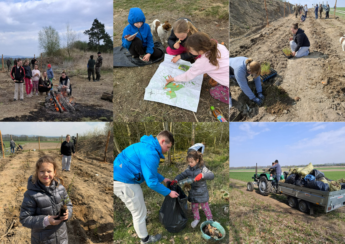 Mieszkańcy Grocholubia sadzą młode modrzewie podczas akcji „Posadź las z leśnikiem” na wcześniej oczyszczonym terenie leśnym.