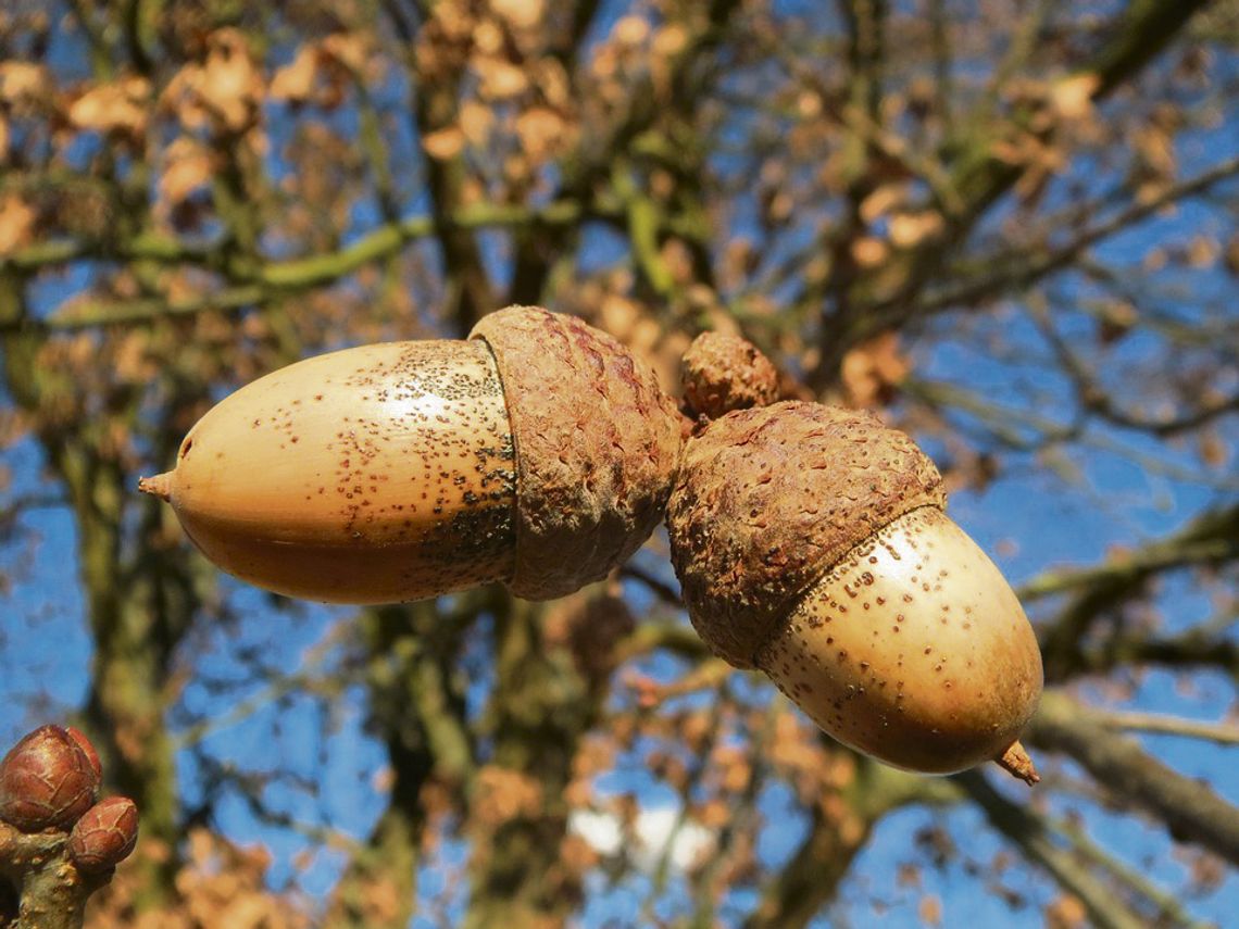 Poznaj florę i faunę powiatu krapkowickiego