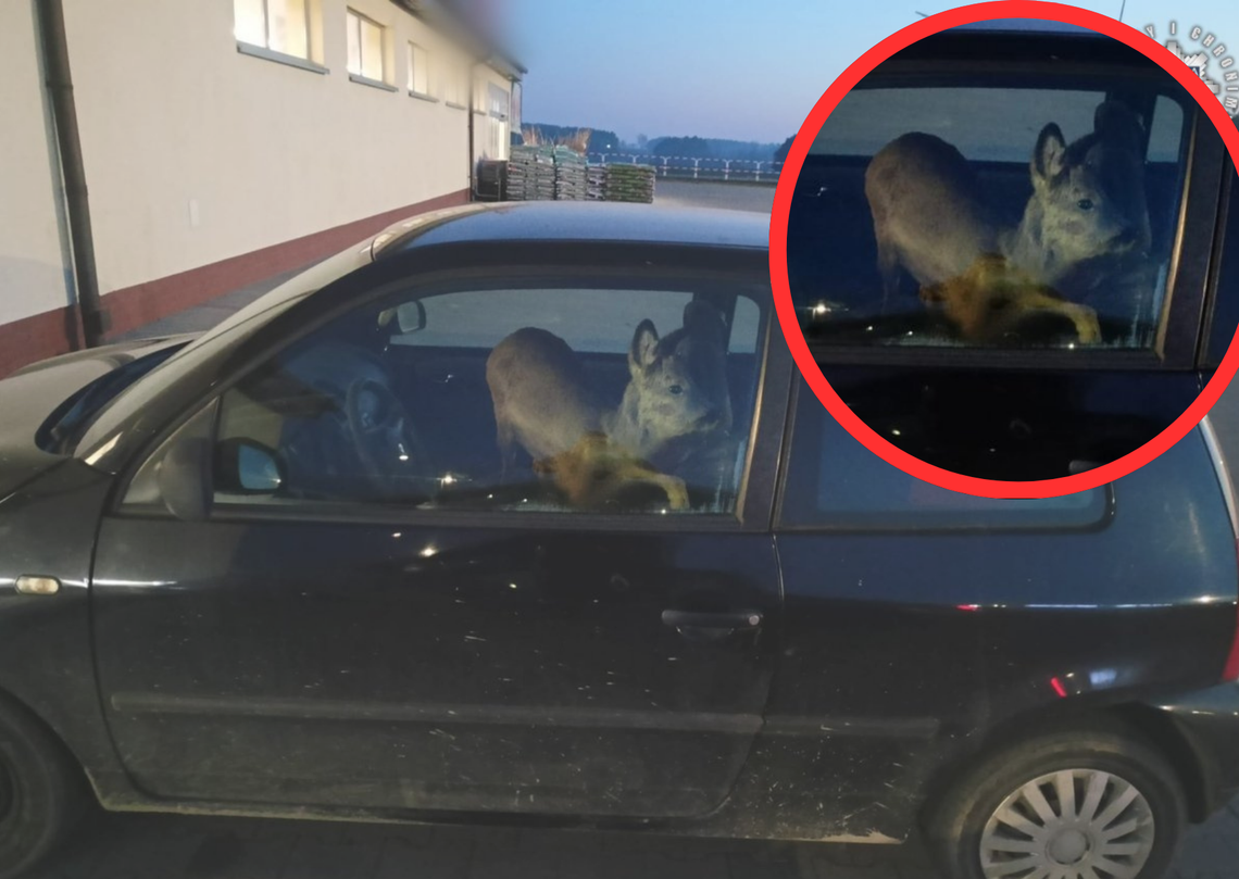 Sarna przykryta kocem leżąca na fotelu pasażera w samochodzie po potrąceniu w rejonie Góry św. Anny