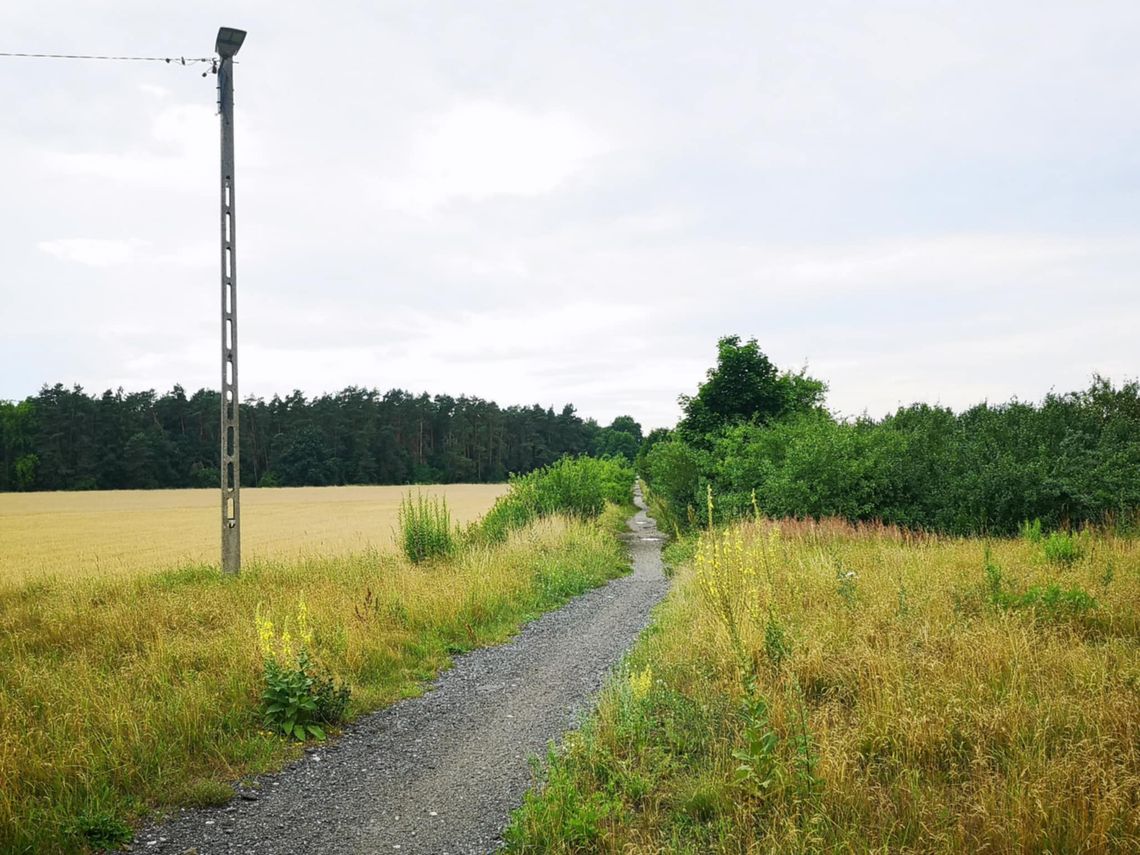 Widok przerwanej ścieżki rowerowej na granicy Krapkowic i Gogolina – z jednej strony asfalt, z drugiej nieutwardzony teren i zarośla.