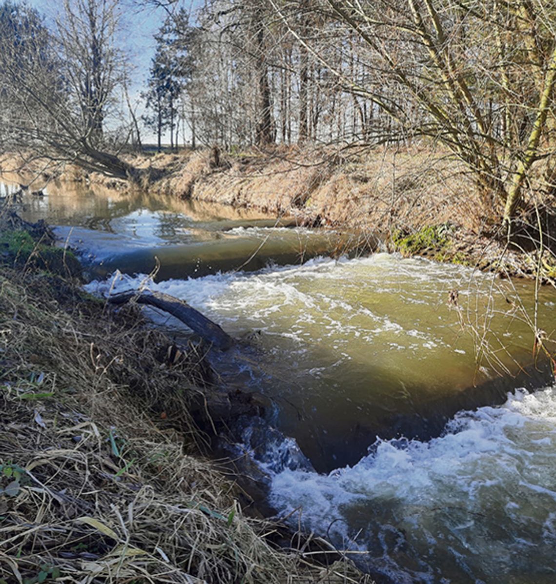 Strażnicy Rzek WWF - monitoring rzeki Straduni