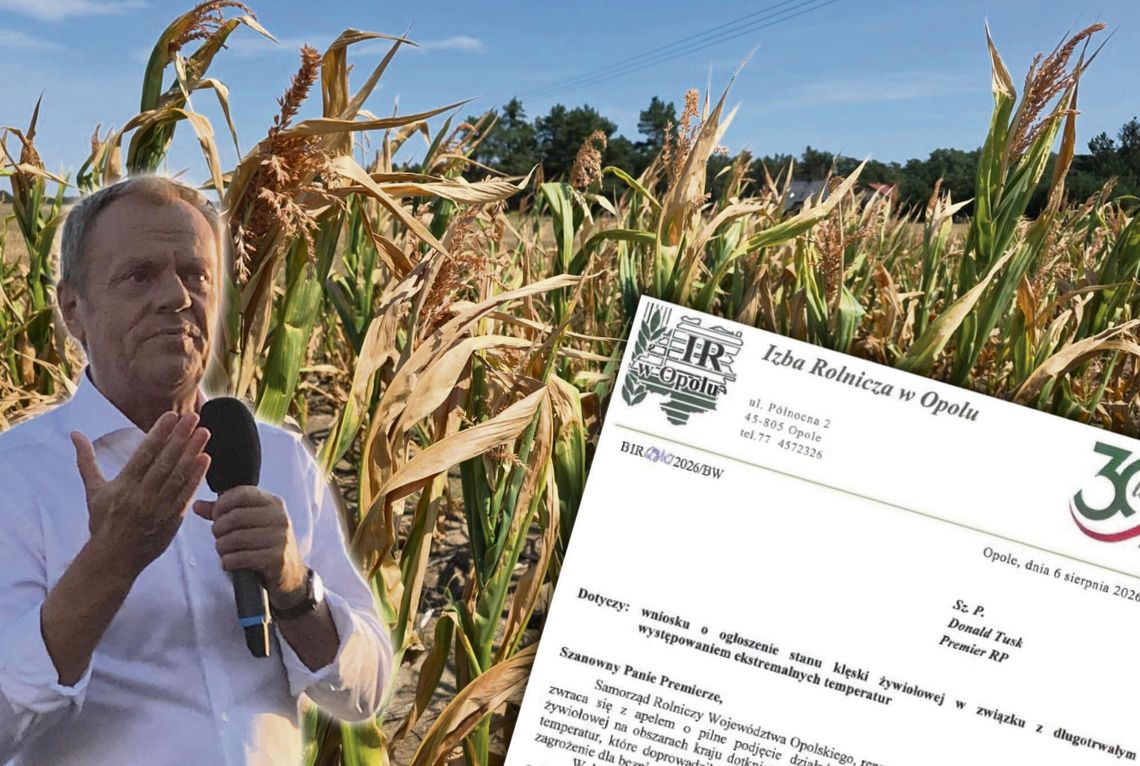 Susza zabiera plony – jest apel o stan klęski żywiołowej „Zeschnięta kukurydza na polu w powiecie krapkowickim podczas fali suszy, widoczne braki kolb i przesuszona gleba.”