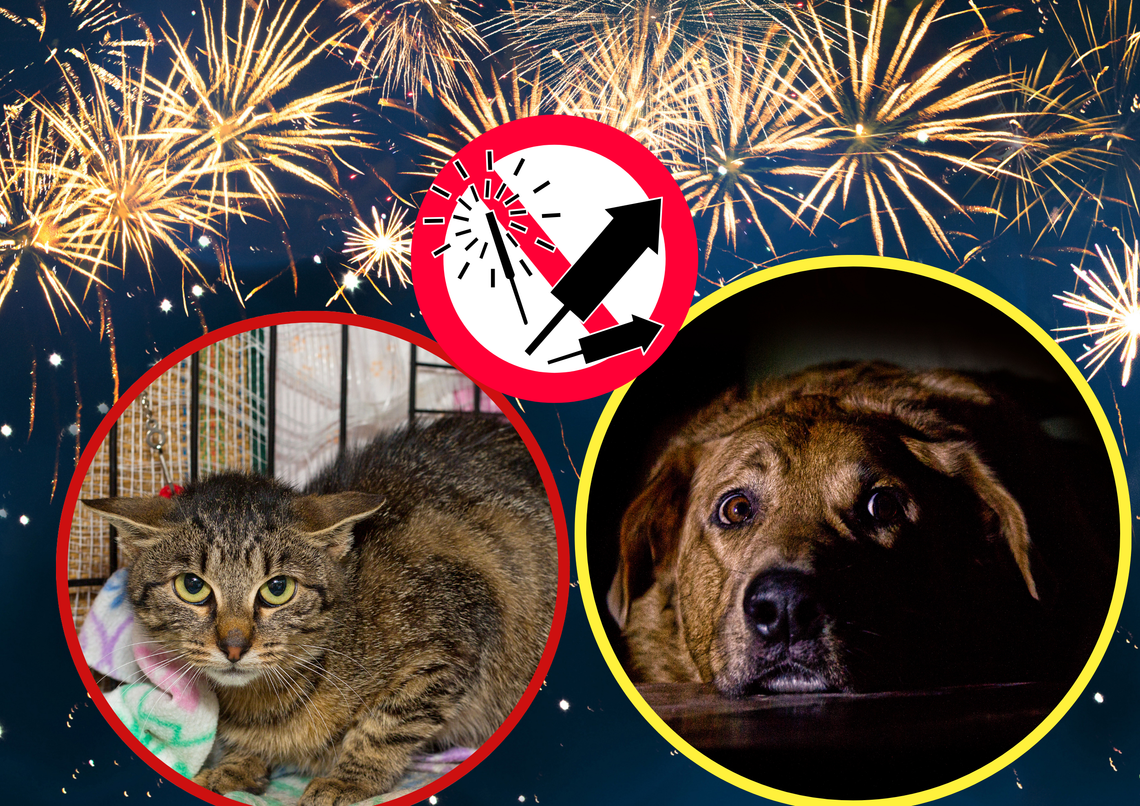 Fajerwerki rozświetlające noc sylwestrową nad miastem – symbol zabawy i zagrożeń dla zwierząt oraz środowiska