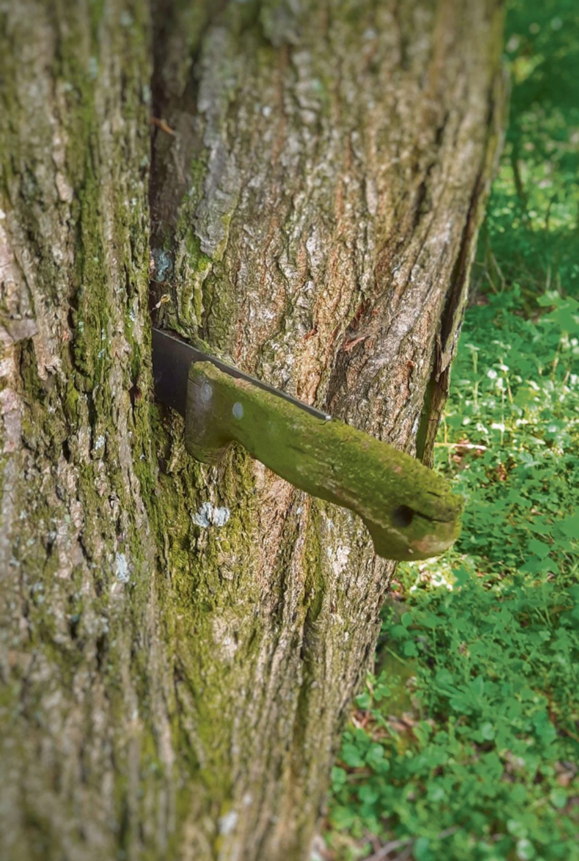 Tajemniczy nóż w drzewie