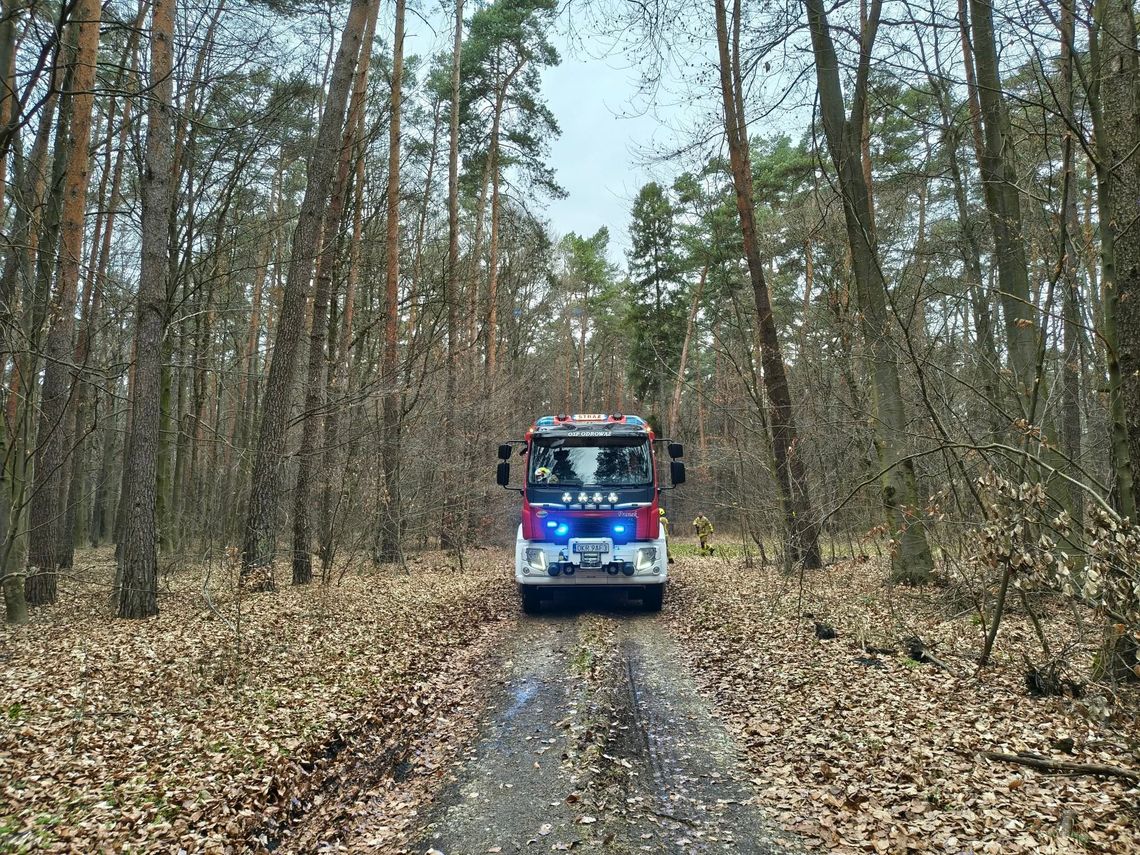 Spalony samochód Fiat Seicento na leśnej drodze między Górażdżami a Chorulą – w środku częściowo zwęglone konary drzewa.
