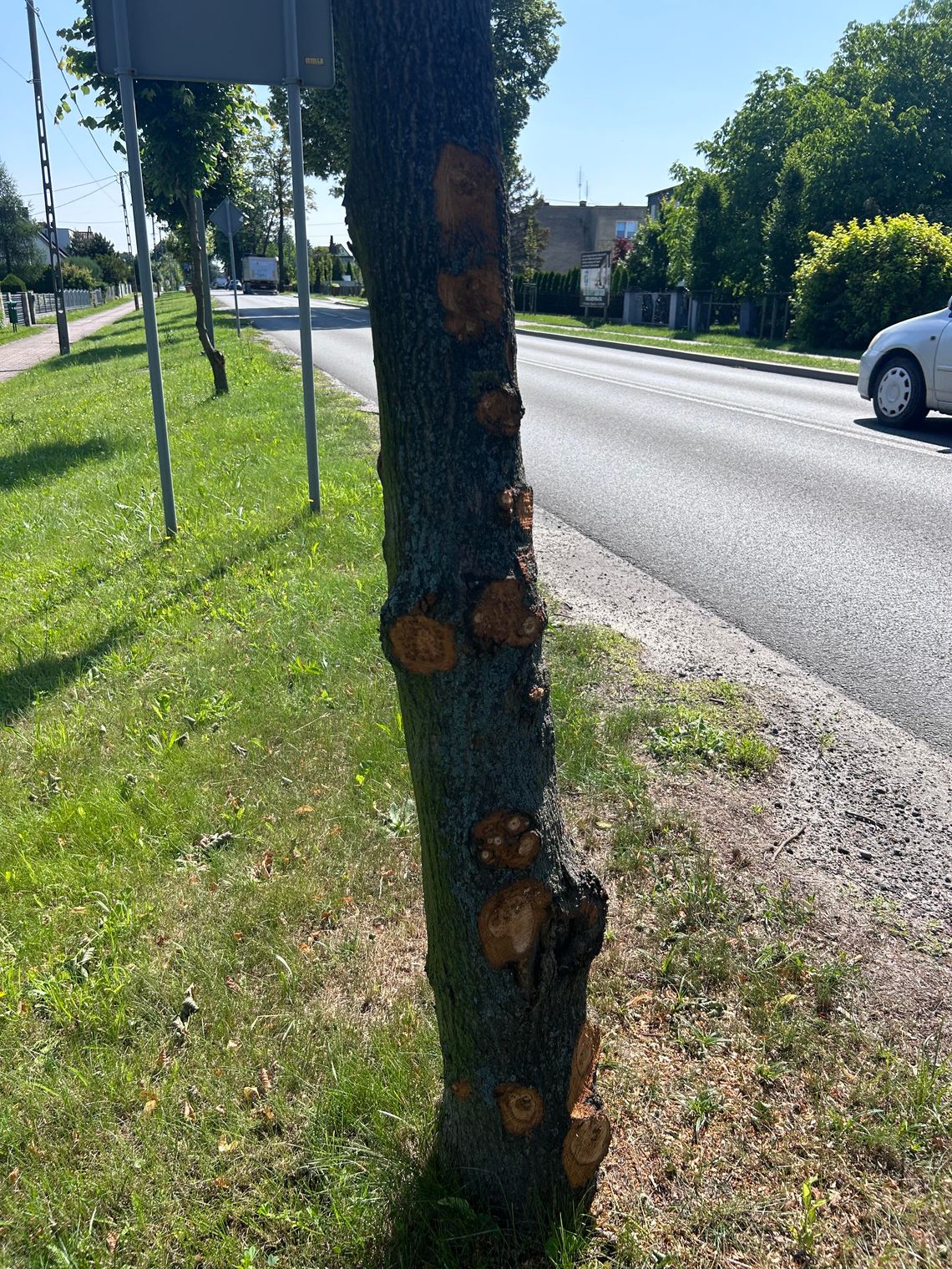 Przycięte młode drzewa wzdłuż ul. Krapkowickiej w Gogolinie – widoczne uszkodzenia