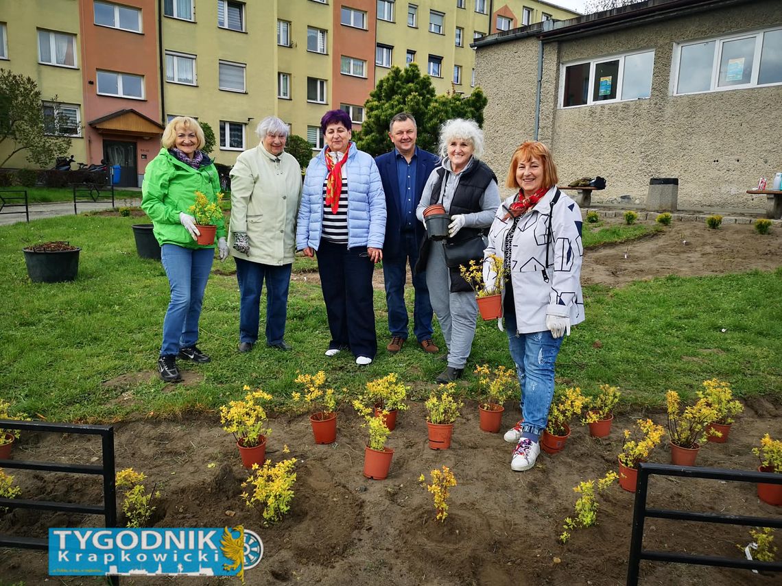 Seniorki sadzące rośliny na skwerze w Otmęcie w Krapkowicach podczas akcji z okazji Dnia Ziemi