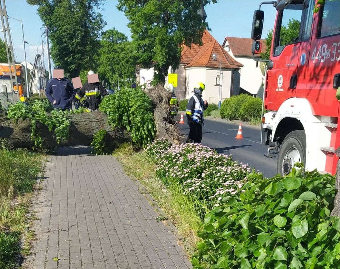 [ZDJĘCIA] Wichura wyrwała drzewo i połamała słupy energetyczne