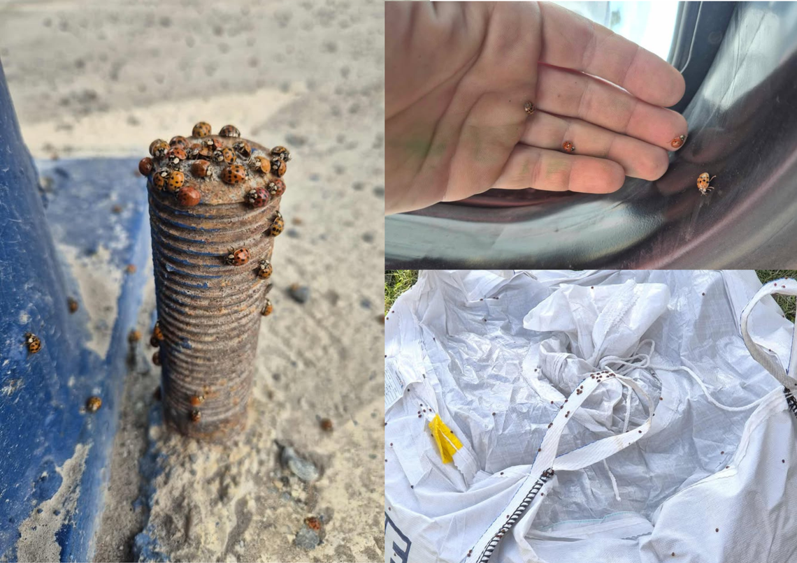 Na zdjęciu inwazja Biedronka azjatycka siedząca na jasnej powierzchni w jesiennym świetle.