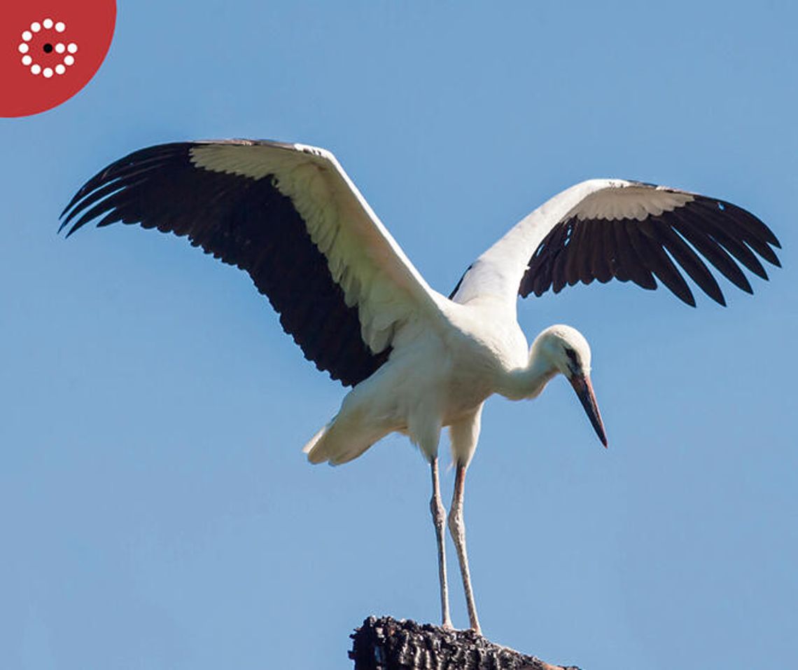 Zostań współtwórcą albumu przyrodniczego Zostań współtwórcą albumu przyrodniczego