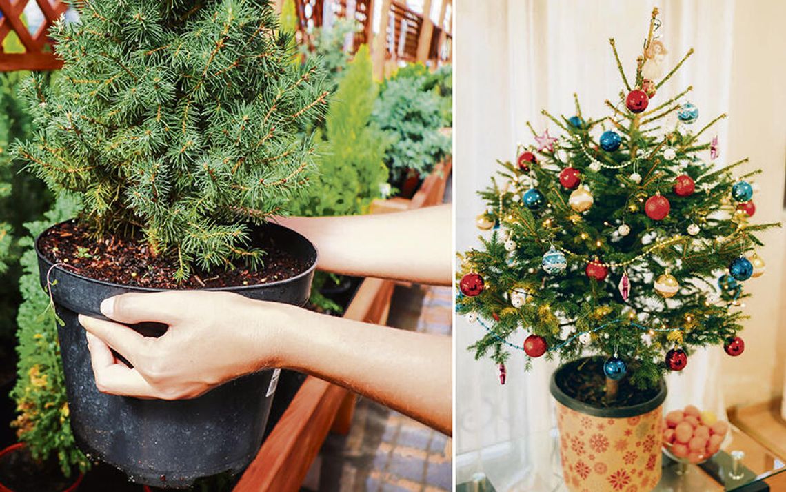 Żywa choinka w donicy:  jak zapewnić jej przetrwanie?
